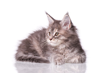 Image showing Maine Coon kitten on white