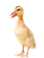 Image showing Cute newborn duckling