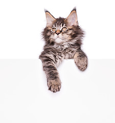 Image showing Maine Coon kitten with blank