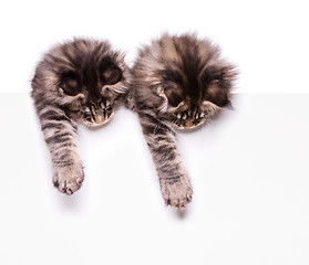 Image showing Maine Coon kitten with blank