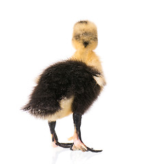 Image showing Cute newborn duckling