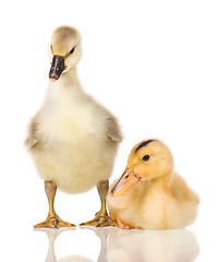 Image showing Cute newborn gosling and duckling