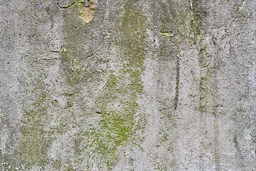 Image showing Old gray stone wall with green moss