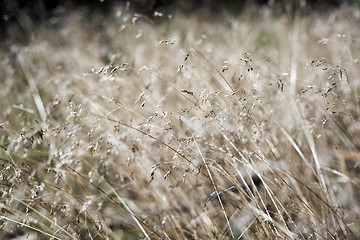 Image showing Grass in autumn forest