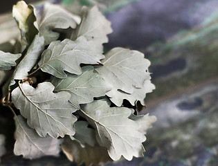 Image showing Twig with oak leaves. Background