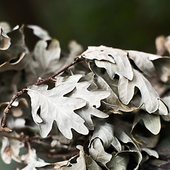 Image showing Autumn oak leaves. Background