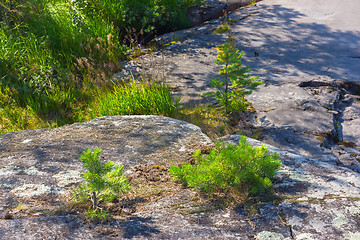 Image showing Small Pines Growing On The Rocks