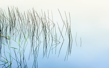 Image showing Graphical Sea Grass Reflecting In The Mirror Water