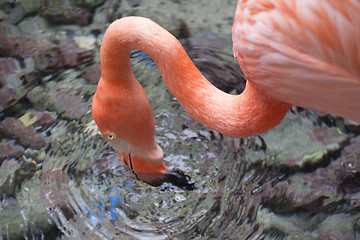 Image showing Flamingo