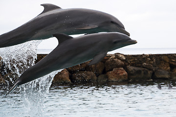 Image showing Dolphin