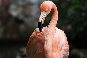 Image showing Flamingo