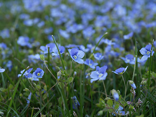 Image showing Forget Me Nots