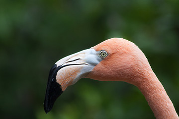 Image showing Flamingo