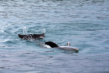 Image showing Dolphin