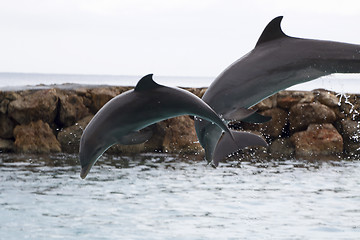 Image showing Dolphin