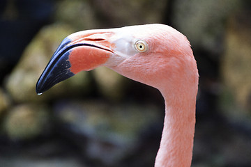 Image showing Flamingo