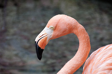 Image showing Flamingo