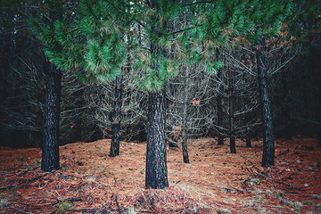 Image showing Cluster of pine trees and a bed of dry pine needles