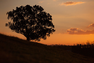 Image showing Simple sunset and tree on the hill at Observatory Hill