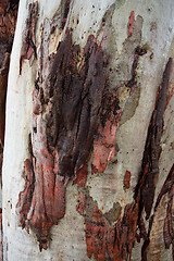 Image showing Gum tree bark