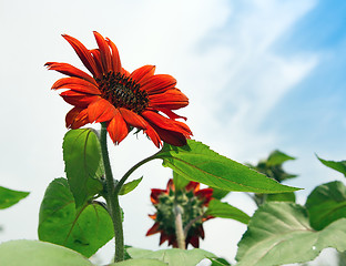 Image showing Red sunflower