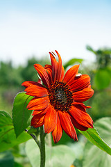 Image showing Red sunflower