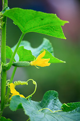 Image showing Flowering cucumber