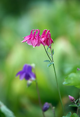 Image showing Aquilegia