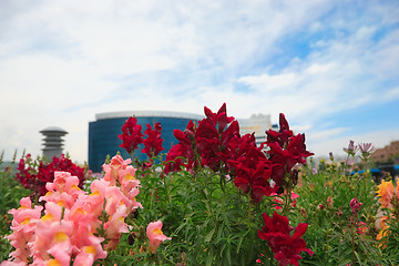 Image showing Flowers