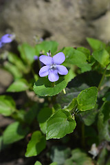 Image showing English violet 