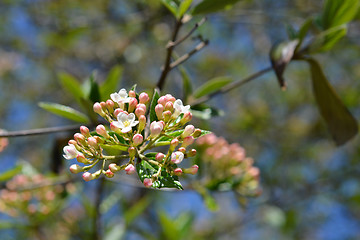 Image showing Korean spice viburnum