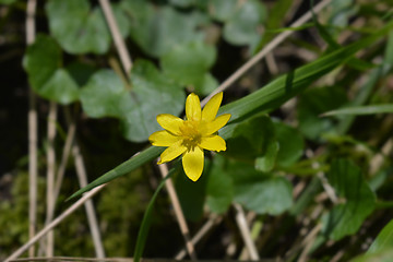 Image showing Lesser celandine