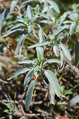 Image showing Meadow sage