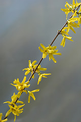 Image showing European forsythia