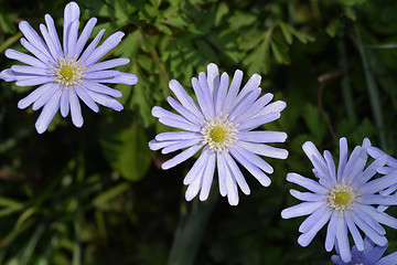 Image showing Blue anemone