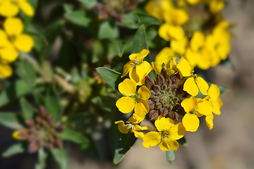 Image showing Alpine Wallflower