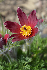 Image showing Red pasque flower