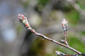 Image showing Snowy mespilus