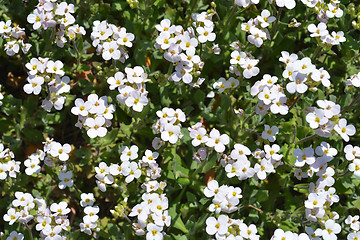 Image showing Garden arabis