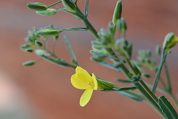 Image showing Cabbage flower