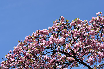 Image showing Japanese Flowering Cherry