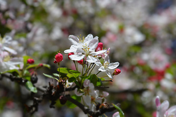 Image showing Japanese flowering crabapple