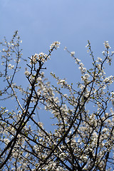 Image showing Myrobalan plum