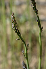 Image showing Asparagus