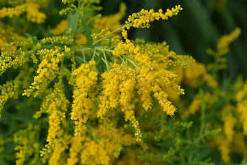 Image showing Canadian goldenrod