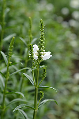 Image showing White obedient plant