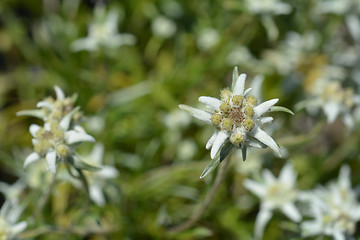 Image showing Edelweiss