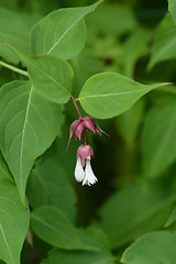 Image showing Himalayan honeysuckle