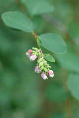 Image showing Coralberry flowers