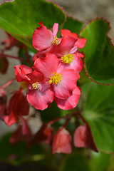 Image showing Dragon wing red begonia